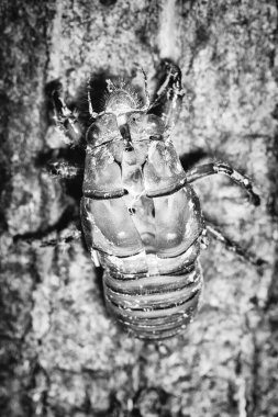 Terk edilmiş ağustos böceği kabuğu. Bir böcek kabuğu dış iskeletinin görüntüsü.