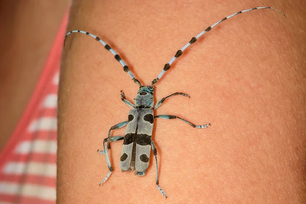 カブトムシが男の上を歩く ロザリア ロンギコーン Rosalia Longicorn ロザリア アルピナ Rosalia Alpina またはアルパイン — ストック写真