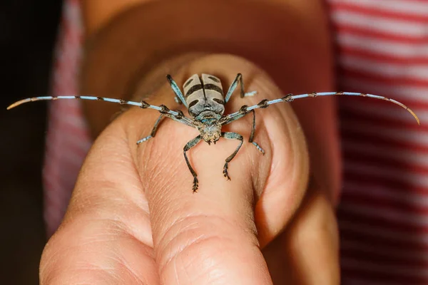 女性アルパインのロングホーン甲虫 ロザリアアルピナ セランビ科 が指に座っている — ストック写真