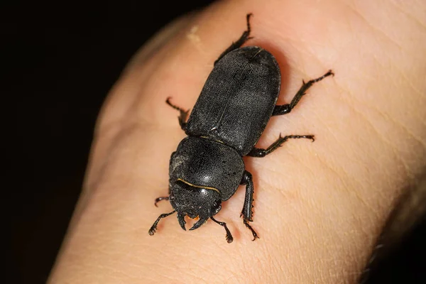 Dorcus parallelipipedus, the lesser stag beetle, is a species of stag beetle found in Europe.