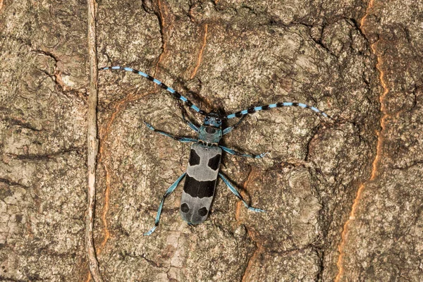 Rosalia Longicorn Rosalia Alpina Або Alpine Longhorn Жук Великий Довгоріг — стокове фото