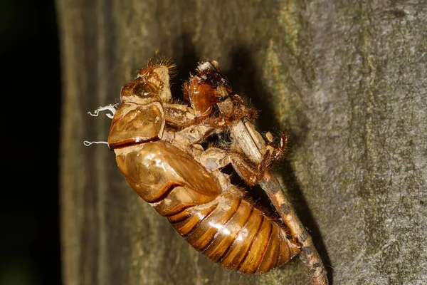 被遗弃的蝉壳 昆虫外壳外骨骼的图像 — 图库照片