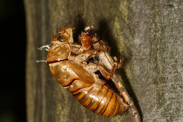 Cáscara Cigarra Abandonada Imagen Exoesqueleto Concha Insecto — Foto de Stock