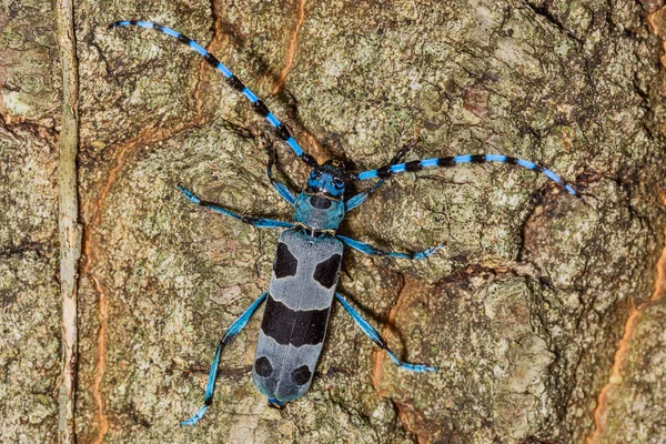 Rosalia Longicorn Rosalia Alpina Longicorne Alpine Est Une Grande Longicorne — Photo