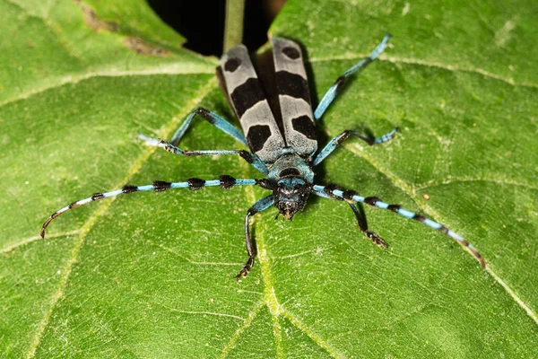 Rosalia Longicorn Rosalia Alpina Eller Alpina Långhorn Skalbagge Stor Longicorn — Stockfoto