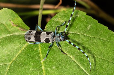 Rosalia Longicorn - Rosalia alpina veya Alpine longhorn böceği, büyük bir uzun mısırdır (Cerambycidae familyası).