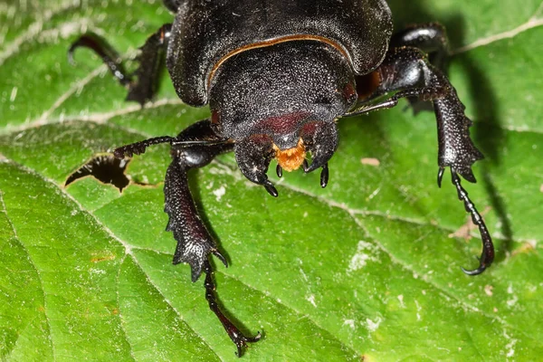 欧洲雄鹿甲虫 Lucanus Cervus 是欧洲最有名的雄鹿甲虫 Lucanidae 种类之一 也是该属的同名范例 Lucanus Cervus Female — 图库照片