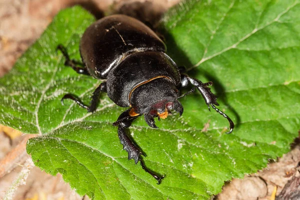 欧洲雄鹿甲虫 Lucanus Cervus 是欧洲最有名的雄鹿甲虫 Lucanidae 种类之一 也是该属的同名范例 Lucanus Cervus Female — 图库照片