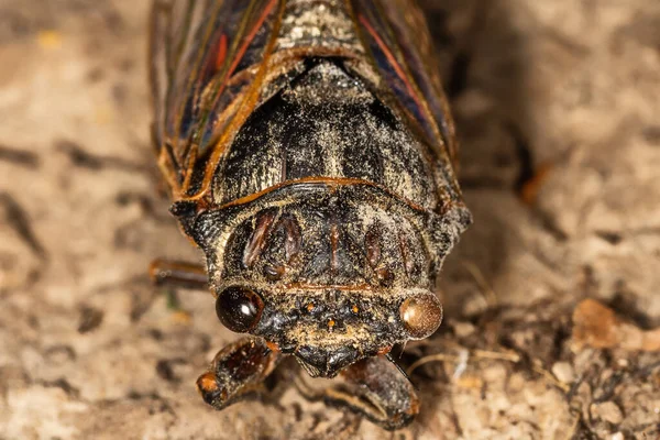 Insect Cicada Cicadoidea Old Decayed Preparated Insect — Stock Photo, Image