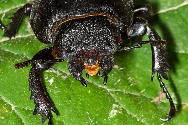 The European stag beetle (Lucanus cervus) is one of the best-known species of stag beetle (family Lucanidae) in Europe, and is the eponymous example of the genus. Lucanus cervus female