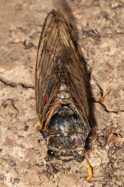 Cicada Insectos Cicadoidea Viejo Insecto Preparado Descompuesto —  Fotos de Stock