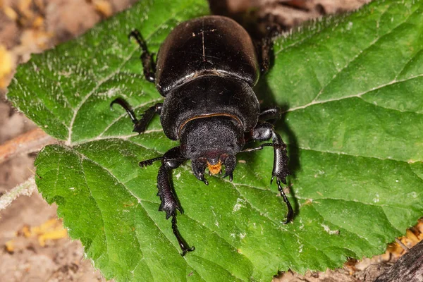 ヨーロッパのクワガタムシ Lucanus Cervus はヨーロッパで最もよく知られたクワガタムシの一種で 同属の代表的な例である ルカヌス子宮頸部女性 — ストック写真