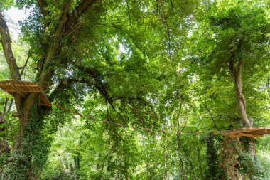 Ağaçlarda engeller olan macera parkı manzarası. Orman, aile memnuniyetine engel oluyor. Doğadaki Adrenalin Parkı