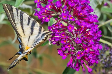 Mor kelebek çalılığında kelebek. Kısık kırlangıç kelebeği (Iphiclides podalirius) yaz leylağı veya Buda Daviddii çiçekli bir bitki türüdür..