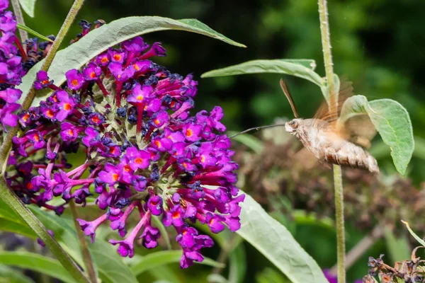 Kolibri Falter Macroglossum Stellatarum Ernährt Sich Von Rosa Blüten — Stockfoto