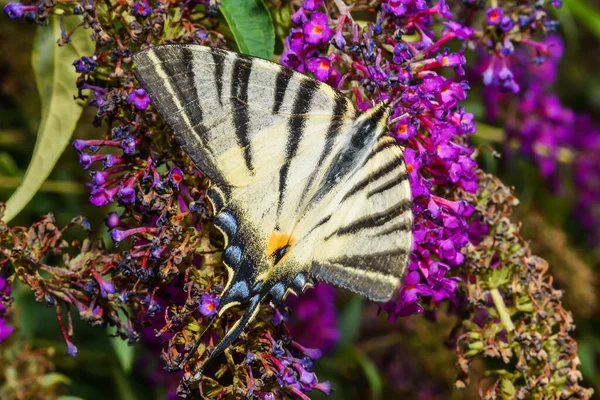 Butterfly on purple butterfly bush. Scarce swallowtail butterfly  (Iphiclides podalirius) on Summer Lilac or Buddleja davidii a species of flowering plant.