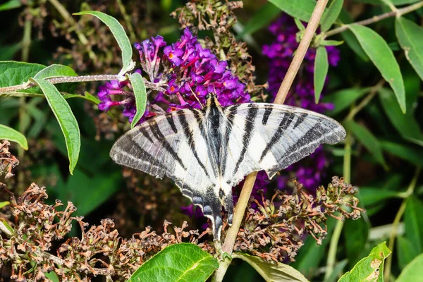 Butterfly on purple butterfly bush. Scarce swallowtail butterfly  (Iphiclides podalirius) on Summer Lilac or Buddleja davidii a species of flowering plant.