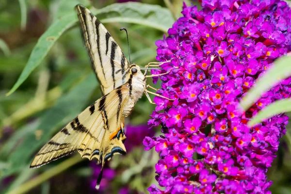 蝴蝶落在紫色蝴蝶丛中 夏丁香或大丽花上的稀有燕尾蝶 Iphiclides Podalirius 是一种开花植物 — 图库照片