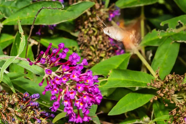Kolibri Falter Macroglossum Stellatarum Ernährt Sich Von Rosa Blüten — Stockfoto