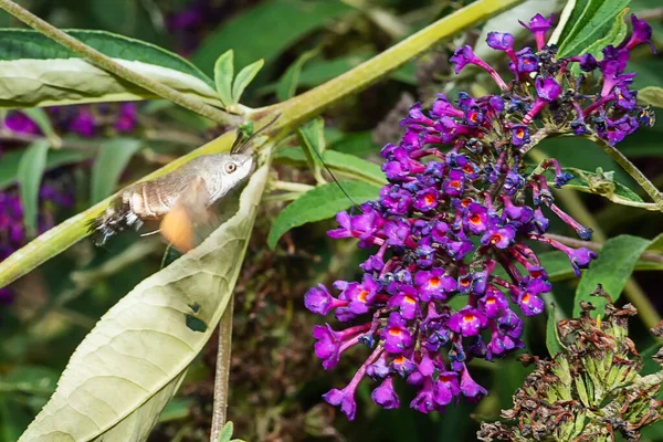 Kolibri Hök Mal Makroglossum Stellatarum Utfodring Rosa Blommor — Stockfoto