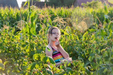 Çocuk ahududu topluyor. Çocuklar organik ahududu çiftliğinde taze meyve topluyor. Bebek sağlıklı ahududu yiyor..