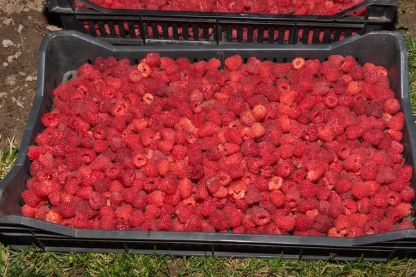 Frisch Gepflückte Himbeeren Einer Schachtel — Stockfoto