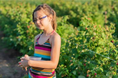 Çocuk ahududu topluyor. Çocuklar organik ahududu çiftliğinde taze meyve topluyor. Bebek sağlıklı ahududu yiyor..