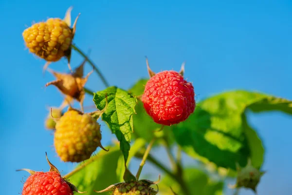 花园里红熟的覆盆子 新鲜覆盆子 — 图库照片