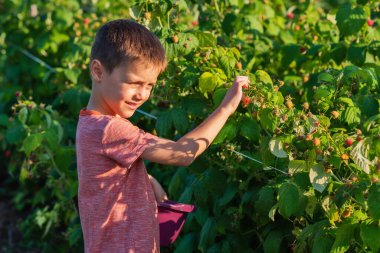 Çocuk ahududu topluyor. Çocuklar organik ahududu çiftliğinde taze meyve topluyor. Bebek sağlıklı ahududu yiyor..