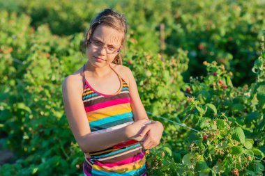Çocuk ahududu topluyor. Çocuklar organik ahududu çiftliğinde taze meyve topluyor. Bebek sağlıklı ahududu yiyor..