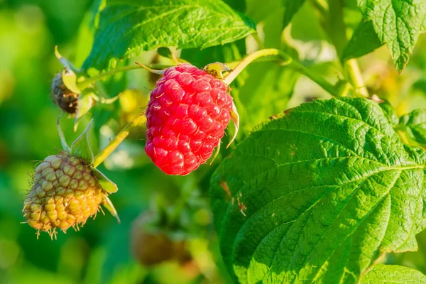 Rote Reife Himbeeren Garten Frische Himbeeren — Stockfoto