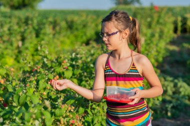 Çocuk ahududu topluyor. Çocuklar organik ahududu çiftliğinde taze meyve topluyor. Bebek sağlıklı ahududu yiyor..