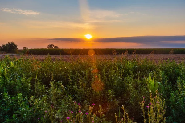 Lever Soleil Sur Champ Agricole — Photo