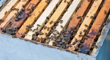 Kovandaki bal peteğinde bir demet arı