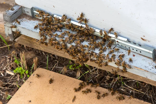 Bunch Bees Entrance Hive — Stock Photo, Image