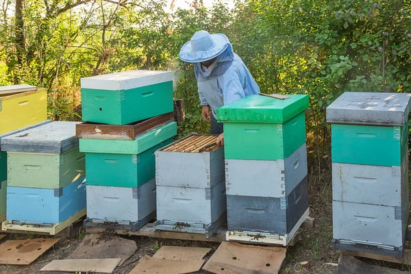 Včelař Práci Včelař Zachraňuje Včely — Stock fotografie