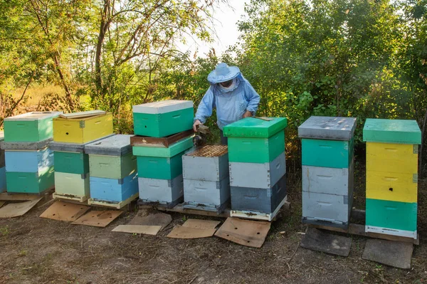 Apicoltore Lavoro Apicoltore Salva Api — Foto Stock