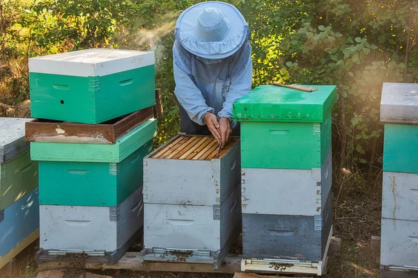 Apicultor Trabajo Apicultor Salva Las Abejas —  Fotos de Stock