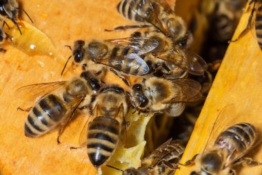 Arılar bal peteğinde. Kovandaki arılar