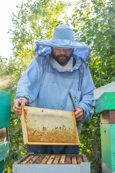 Apicultor Trabajo Apicultor Salva Las Abejas —  Fotos de Stock