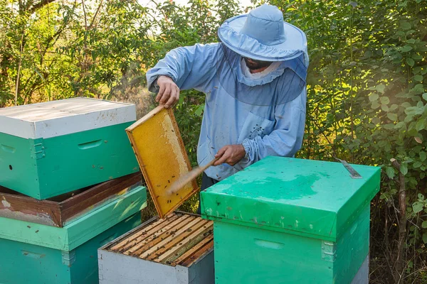 Apicultor Trabajo Apicultor Salva Las Abejas —  Fotos de Stock