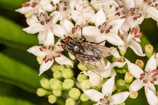 ムスカ ドメスティカ Musca Domestica サブオーダー キュクロラファのハエである 白い花の上を飛ぶ — ストック写真