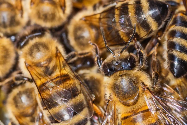 Las Abejas Panal Las Abejas Colmena — Foto de Stock