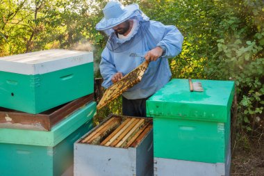 İş yerindeki arı yetiştiricisi. Arıcı arıları kurtarır..