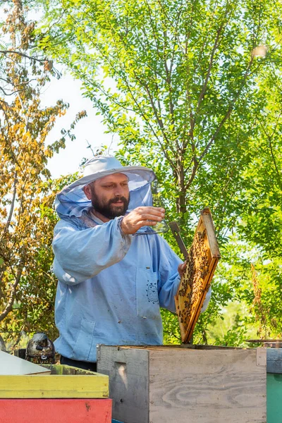 Včelař Práci Včelař Zachraňuje Včely — Stock fotografie