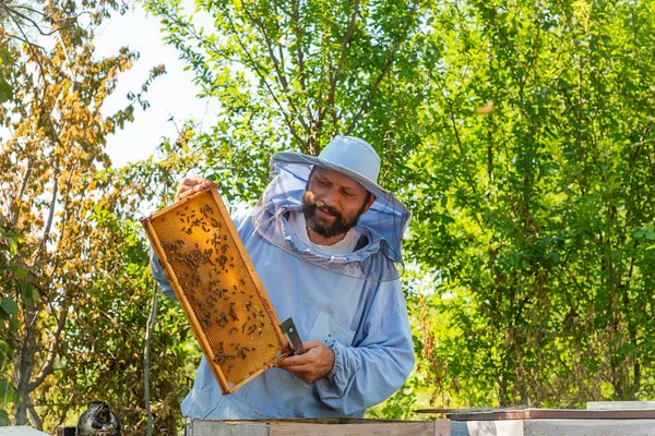 Apicultor Trabajo Apicultor Salva Las Abejas —  Fotos de Stock