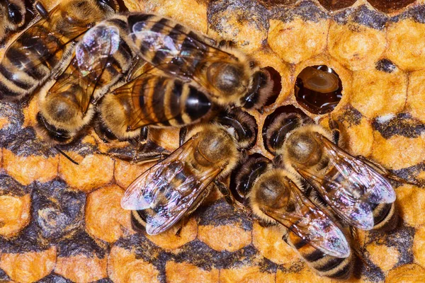 Arılar Bal Peteğinde Kovandaki Arılar — Stok fotoğraf