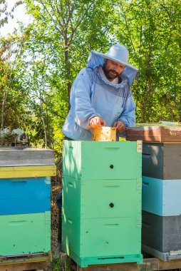 İş yerindeki arı yetiştiricisi. Arıcı arıları kurtarır..