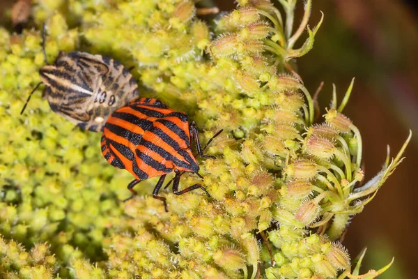 Erro Listrado Bug Minstrel Graphosoma Lineatum Uma Espécie Insecto Escudo — Fotografia de Stock