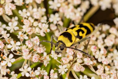 Klorophorus varius, Cerambycidae familyasından bir böcek türüdür. Klorophorus çiçek açan bitki üzerinde varius..